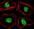 TLE Family Member 1, Transcriptional Corepressor antibody, F52972-0.4ML, NSJ Bioreagents, Immunofluorescence image 