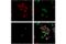 PCNA antibody, 82968S, Cell Signaling Technology, Immunofluorescence image 