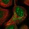 Zinc Finger And BTB Domain Containing 9 antibody, NBP1-92611, Novus Biologicals, Immunocytochemistry image 