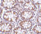 CD248 Molecule antibody, 4357, ProSci, Immunohistochemistry frozen image 