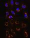 Monoamine Oxidase B antibody, GTX55711, GeneTex, Immunofluorescence image 