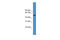 TOR antibody, ARP59155_P050, Aviva Systems Biology, Western Blot image 