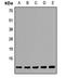 Elongin C antibody, LS-C668211, Lifespan Biosciences, Western Blot image 