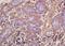 Duffy antigen/chemokine receptor antibody, orb221394, Biorbyt, Immunohistochemistry paraffin image 