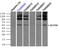 Solute Carrier Family 7 Member 8 antibody, TA500503, Origene, Immunoprecipitation image 