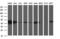 Thioredoxin Domain Containing 5 antibody, M05772-2, Boster Biological Technology, Western Blot image 