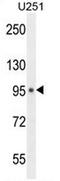 MICAL Like 1 antibody, AP52694PU-N, Origene, Western Blot image 