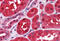 Chloride Intracellular Channel 1 antibody, MBS245621, MyBioSource, Immunohistochemistry frozen image 