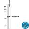 Serine Protease 8 antibody, AF4599, R&D Systems, Western Blot image 