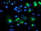 E3 ubiquitin-protein ligase TRIM9 antibody, LS-C175101, Lifespan Biosciences, Immunofluorescence image 