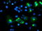 Tripartite Motif Containing 9 antibody, LS-C175101, Lifespan Biosciences, Immunofluorescence image 