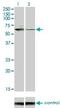 Serine/Threonine Kinase 33 antibody, H00065975-M02, Novus Biologicals, Western Blot image 