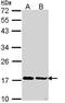 Peptidylprolyl Isomerase A antibody, PA5-29752, Invitrogen Antibodies, Western Blot image 