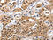 14-3-3 protein epsilon antibody, CSB-PA902567, Cusabio, Immunohistochemistry paraffin image 