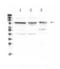 Activated Leukocyte Cell Adhesion Molecule antibody, LS-C662120, Lifespan Biosciences, Western Blot image 