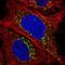 Lymphocyte Antigen 75 antibody, NBP2-58339, Novus Biologicals, Immunofluorescence image 