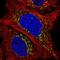 Lymphocyte antigen 75 antibody, NBP2-58339, Novus Biologicals, Immunofluorescence image 