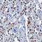 Tripartite Motif Containing 28 antibody, MAB7785, R&D Systems, Immunohistochemistry frozen image 