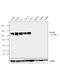 Vinculin antibody, MA5-11690, Invitrogen Antibodies, Western Blot image 