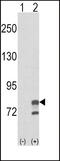 Guanine Monophosphate Synthase antibody, 63-546, ProSci, Western Blot image 