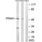 DNA Primase Subunit 1 antibody, PA5-50022, Invitrogen Antibodies, Western Blot image 