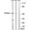 DNA Primase Subunit 1 antibody, PA5-50022, Invitrogen Antibodies, Western Blot image 