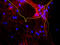 Neurofilament Heavy antibody, LS-C204550, Lifespan Biosciences, Immunocytochemistry image 