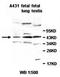 Pellino E3 Ubiquitin Protein Ligase 1 antibody, orb77951, Biorbyt, Western Blot image 