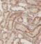 Neuropilin 1 antibody, FNab05680, FineTest, Immunohistochemistry paraffin image 