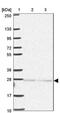 Karyopherin Subunit Alpha 1 antibody, NBP2-47418, Novus Biologicals, Western Blot image 