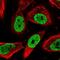 Nucleoporin 88 antibody, NBP1-82658, Novus Biologicals, Immunofluorescence image 