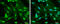 Protein Tyrosine Kinase 2 antibody, GTX132140, GeneTex, Immunocytochemistry image 
