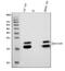 Crystallin Alpha A antibody, M01900-3, Boster Biological Technology, Western Blot image 