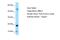 Amelogenin, Y isoform antibody, NBP1-98264, Novus Biologicals, Western Blot image 