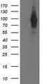 Phosphodiesterase 4B antibody, LS-C337480, Lifespan Biosciences, Western Blot image 