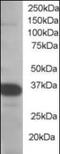 Single-Strand-Selective Monofunctional Uracil-DNA Glycosylase 1 antibody, orb88298, Biorbyt, Western Blot image 
