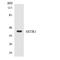 Somatostatin Receptor 1 antibody, LS-C200726, Lifespan Biosciences, Western Blot image 