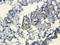Notch Receptor 2 antibody, orb214328, Biorbyt, Immunohistochemistry paraffin image 