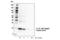 Interleukin 18 antibody, 54943S, Cell Signaling Technology, Western Blot image 