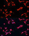 Glypican 3 antibody, 18-405, ProSci, Immunofluorescence image 