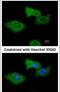 Regulator of G-protein signaling 2 antibody, PA5-28162, Invitrogen Antibodies, Immunofluorescence image 