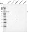 Laminin Subunit Alpha 3 antibody, NBP2-42390, Novus Biologicals, Western Blot image 