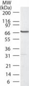 Polo Like Kinase 1 antibody, NB100-56651, Novus Biologicals, Western Blot image 