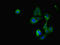 Cysteine Rich Protein 2 antibody, LS-C675590, Lifespan Biosciences, Immunofluorescence image 