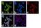 Janus Kinase 1 antibody, 700028, Invitrogen Antibodies, Immunofluorescence image 