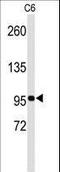 EPH Receptor B3 antibody, LS-C167787, Lifespan Biosciences, Western Blot image 