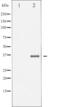 Ephrin B1 antibody, abx011998, Abbexa, Western Blot image 