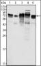 Metadherin antibody, orb89413, Biorbyt, Western Blot image 