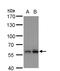 Polypyrimidine Tract Binding Protein 2 antibody, NBP2-19997, Novus Biologicals, Western Blot image 