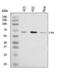 Tyrosinase antibody, A00326-3, Boster Biological Technology, Western Blot image 